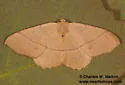 Besma rubritincta - Hodges#6886 - photo 5
