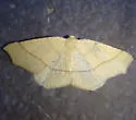 Besma sesquilinearia - Hodges#6887