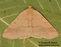 Besma sesquilinearia - Hodges#6887 - photo 2