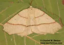 Besma sesquilinearia - Hodges#6887 - photo 3
