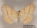 Besma sesquilinearia - Hodges#6887 - photo 4