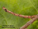 Besma sesquilinearia - Hodges#6887 - photo 5