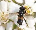 Besseria anthophila - Besseria anthophila
