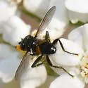 Besseria anthophila - photo 2