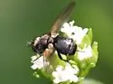 Besseria atra