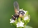 Besseria atra - photo 2