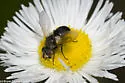 Besseria atra - photo 3