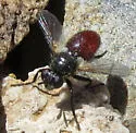 Besseria brevipennis