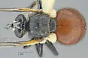 Besseria brevipennis - photo 2