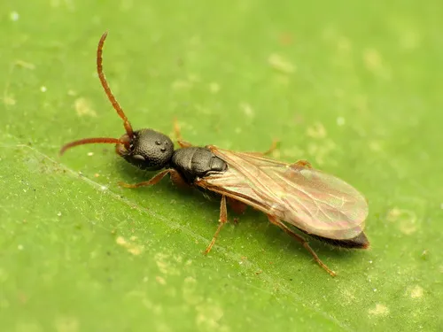 Flat Wasps - photo 3