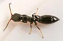 Bethylus amoenus