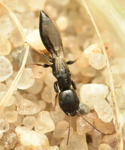 Bethylus cephalotes