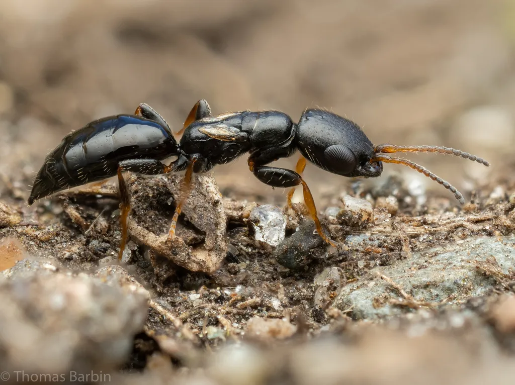 Bethylus decipiens