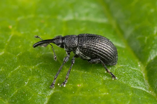 Betulapion simile - photo 2