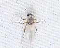 Bezzia fascispinosa