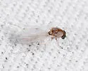 Bezzia glabra - photo 3