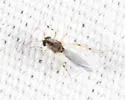 Bezzia glabra - photo 4