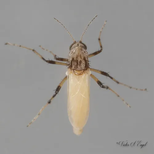 Bezzia nobilis - photo 3