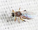 Bezzia solstitialis