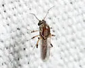 Bezzia solstitialis - photo 2
