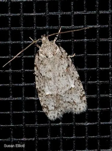 Bog Bibarrambla Moth - Bibarrambla allenella
