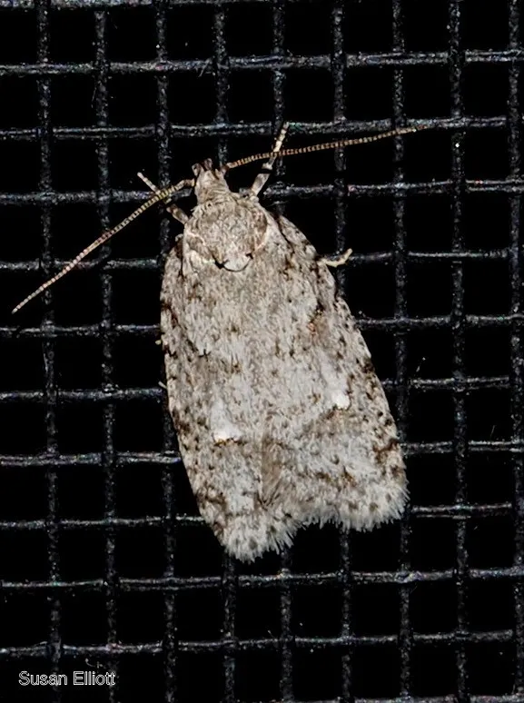 Bog Bibarrambla Moth - photo 2