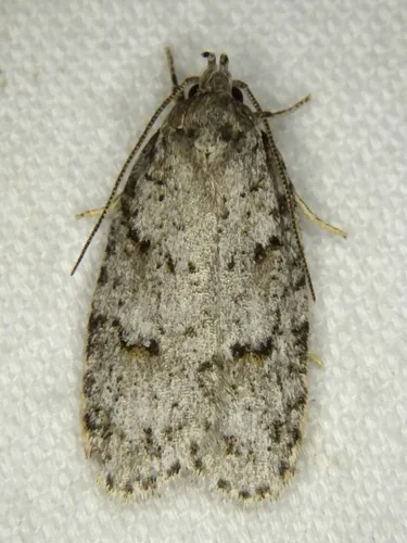 Bog Bibarrambla Moth - photo 5