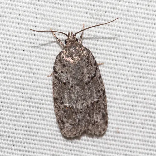 Bog Bibarrambla Moth - photo 6