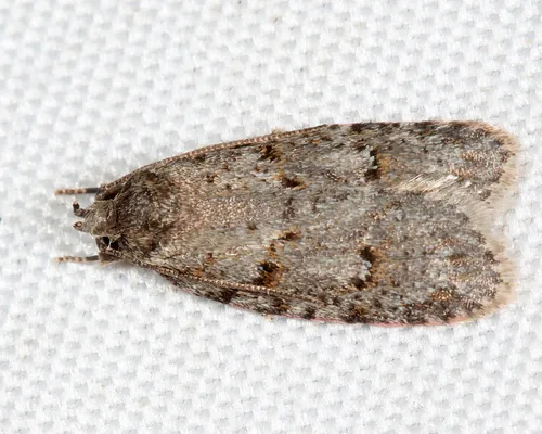 Bog Bibarrambla Moth - photo 7