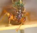 Bibio abbreviatus
