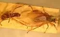 Bibio abbreviatus - photo 2