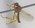 Bibio abbreviatus - photo 3