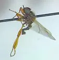 Bibio abbreviatus - photo 4