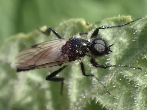 Bibio albipennis - photo 2