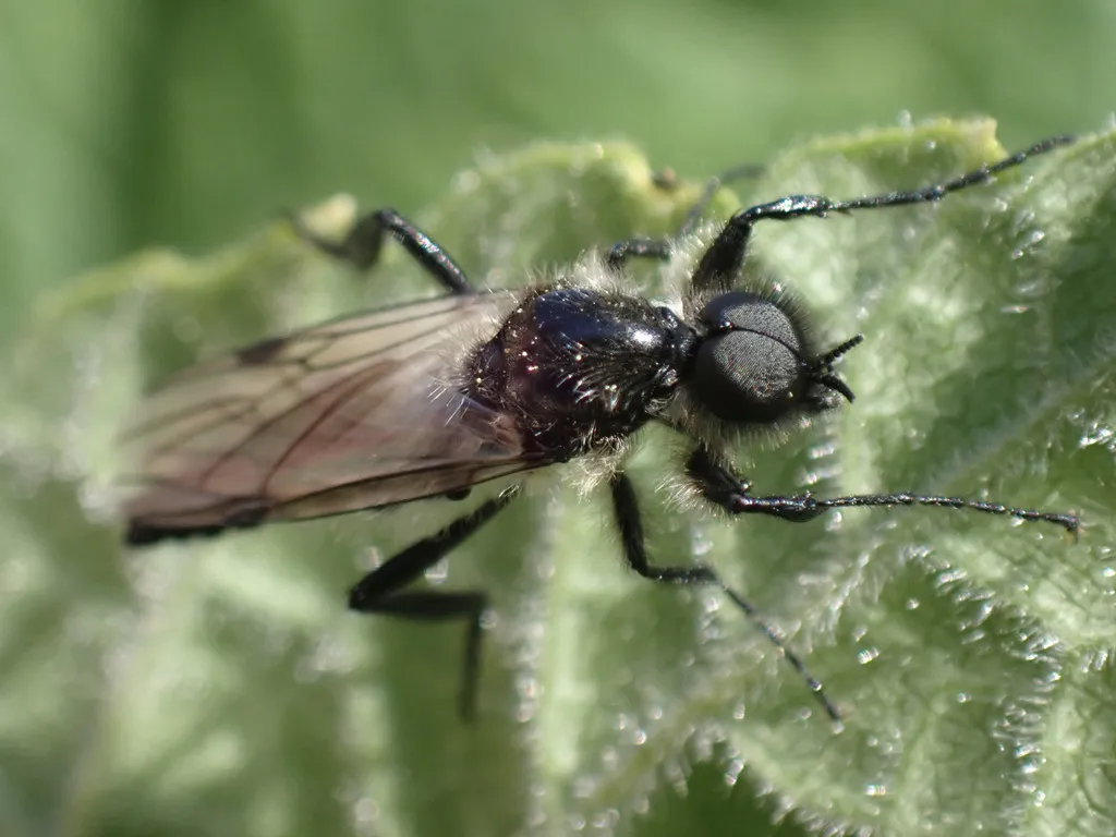 Bibio albipennis - photo 3