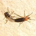 Bibio alienus