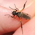 Bibio alienus - photo 2