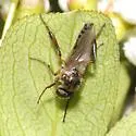 Bibio alienus - photo 3