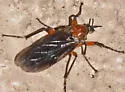 Bibio alienus - photo 4