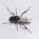 Bibio alienus - photo 5
