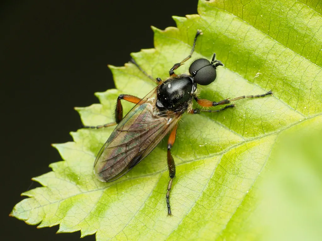 Bibio articulatus