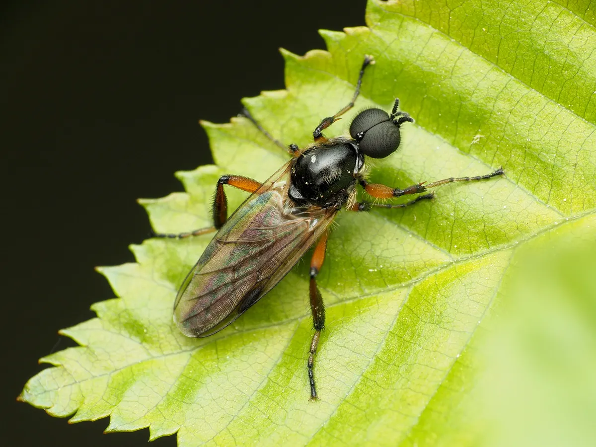Bibio articulatus - photo 2