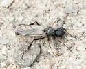 Bibio atripilosus