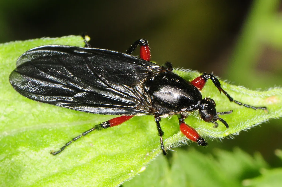 Bibio femoratus