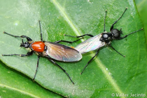 Garden March Fly