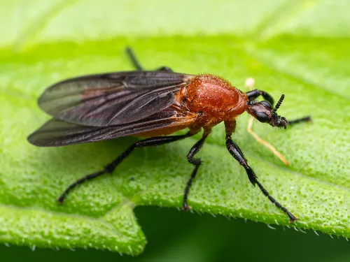 Australian garden maggot