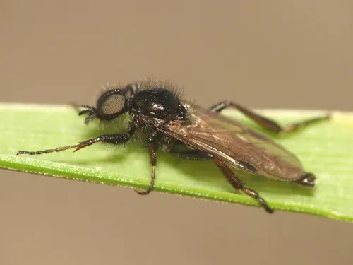 Black Gnat