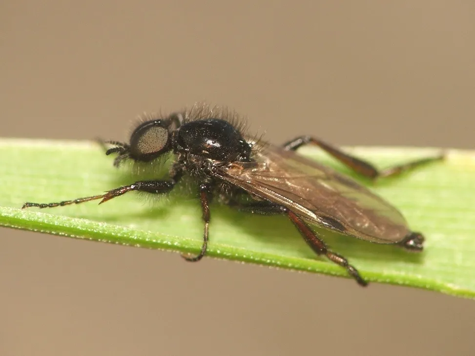 Black Gnat - photo 2