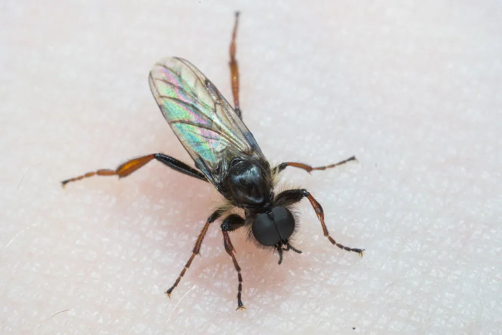 Bibio lanigerus - photo 2