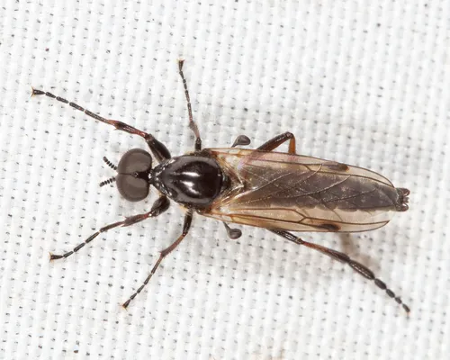 Bibio longipes